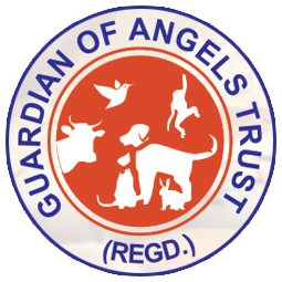 guardians of angels trust