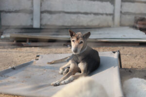 SAFI ANIMAL SANCTUARY