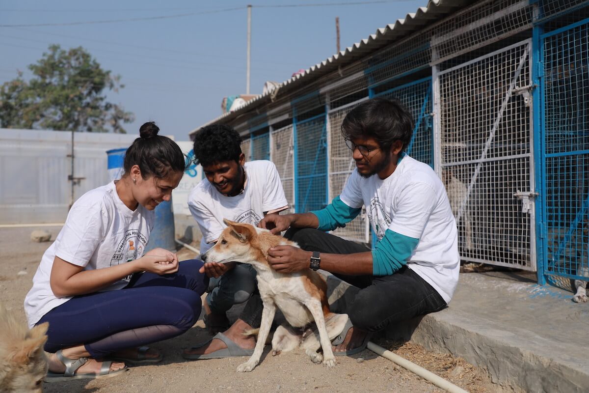 SAFI Shelter sanctuary dogs