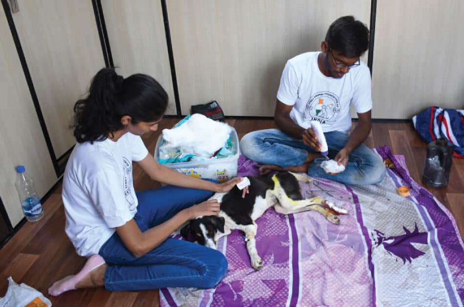 79 million strays in indian streets