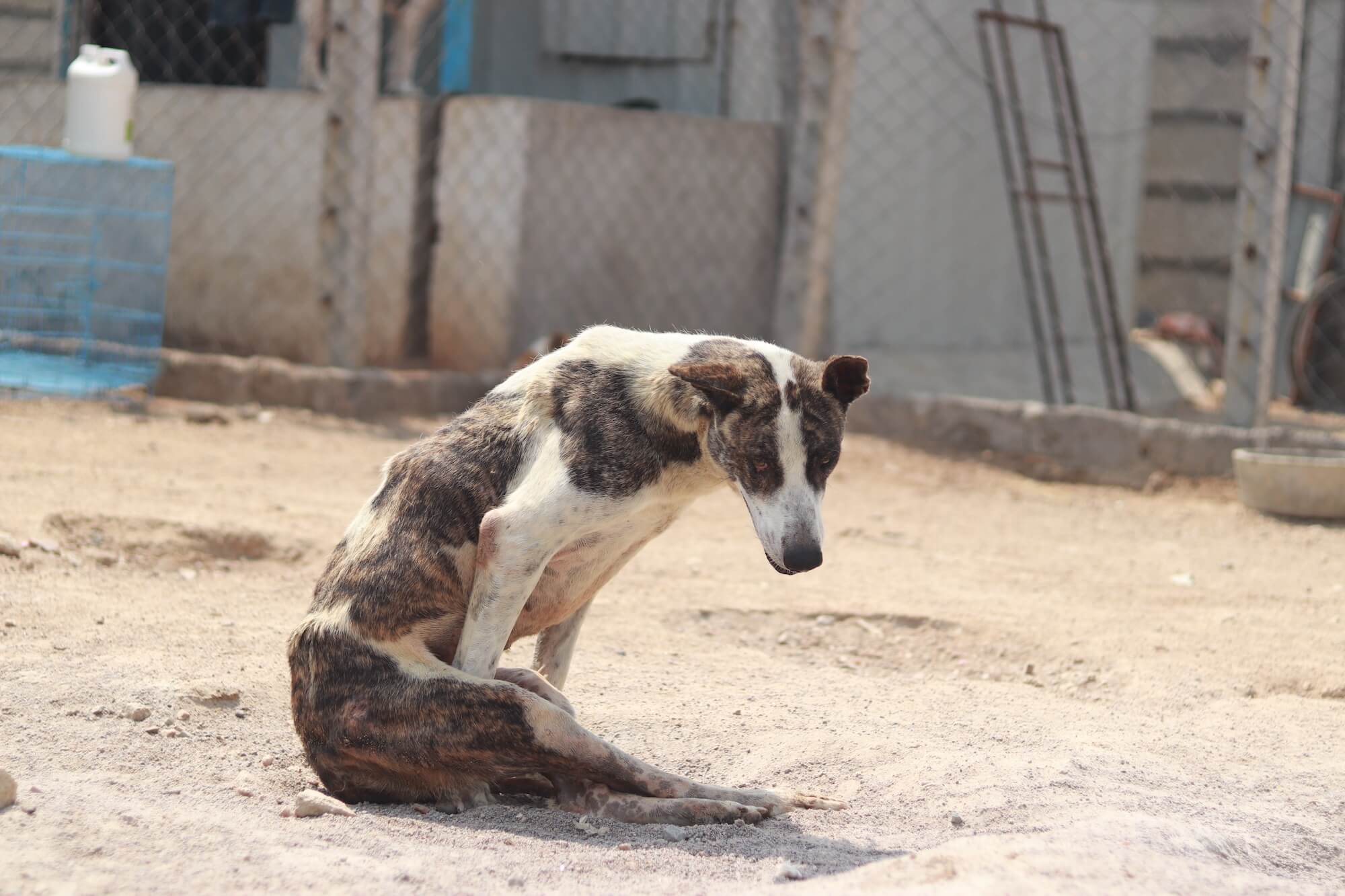 Paralyzed dog in shelter