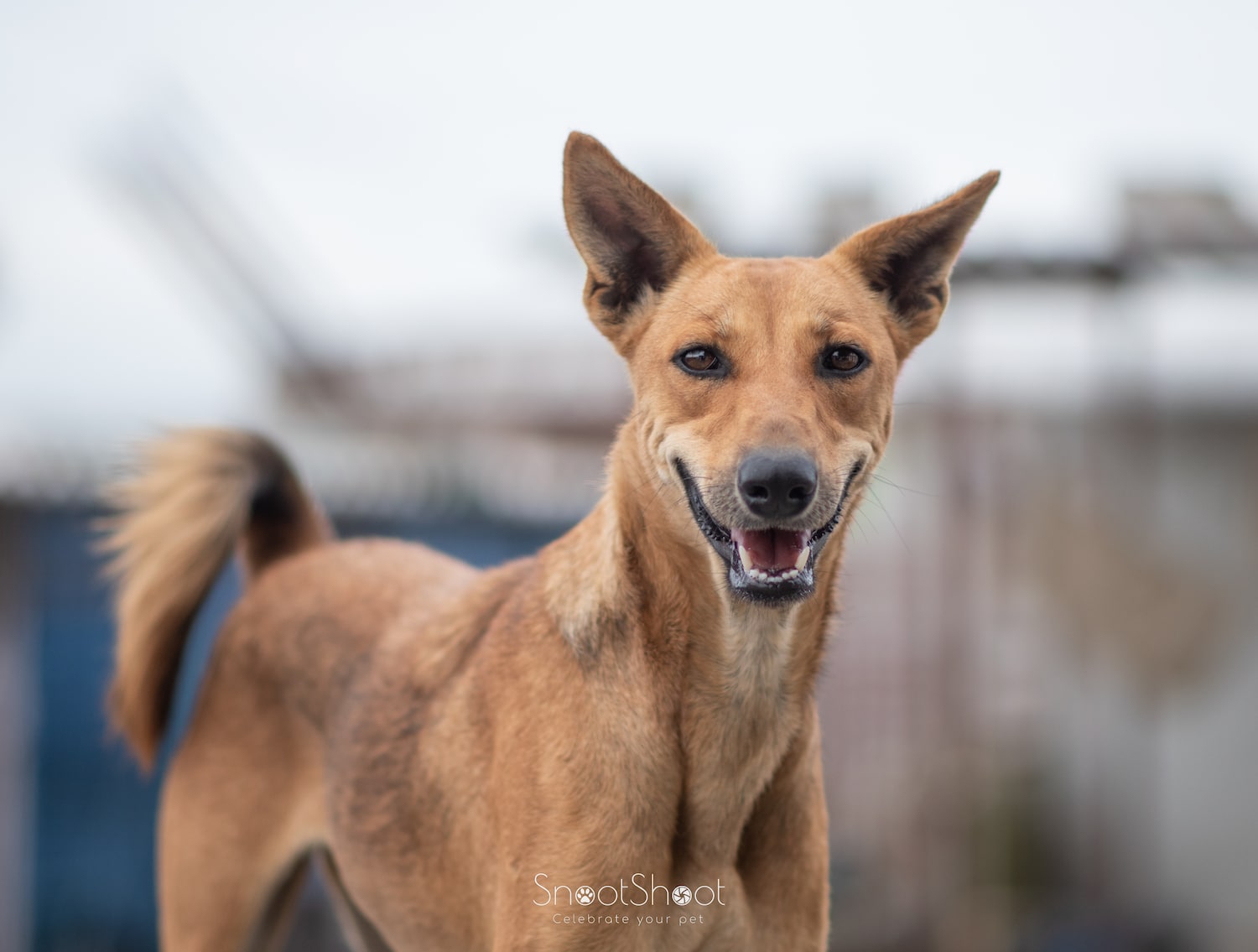 SAFI Shelter Dog