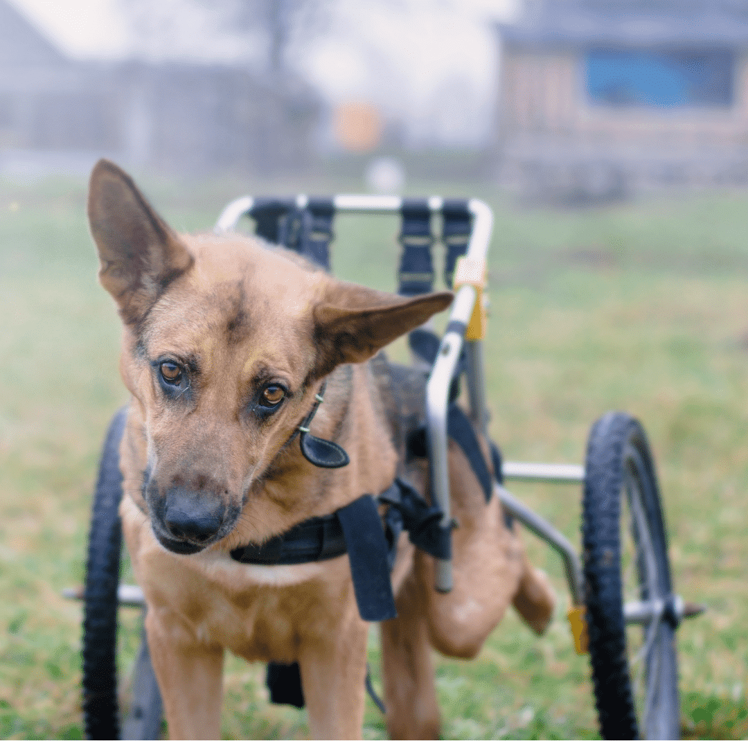 Dog Wheelchair