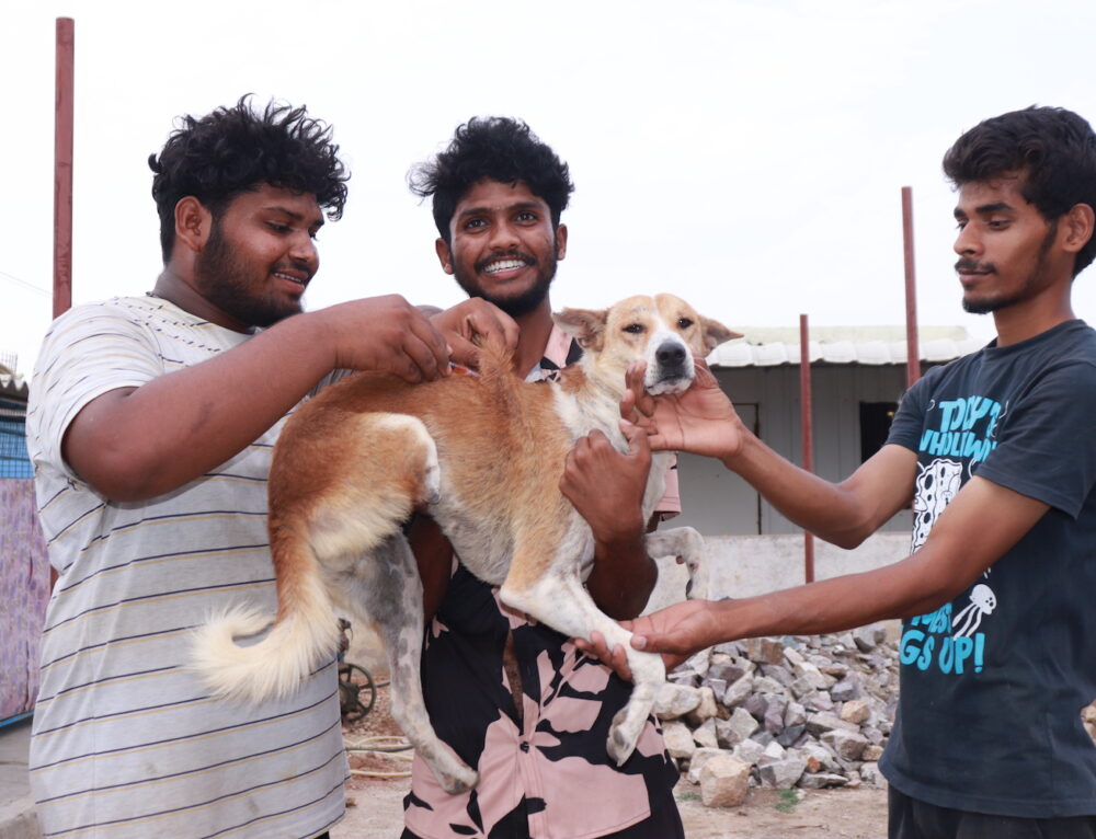 The Consequences of Animal Abuse – Stray Animal Foundation India