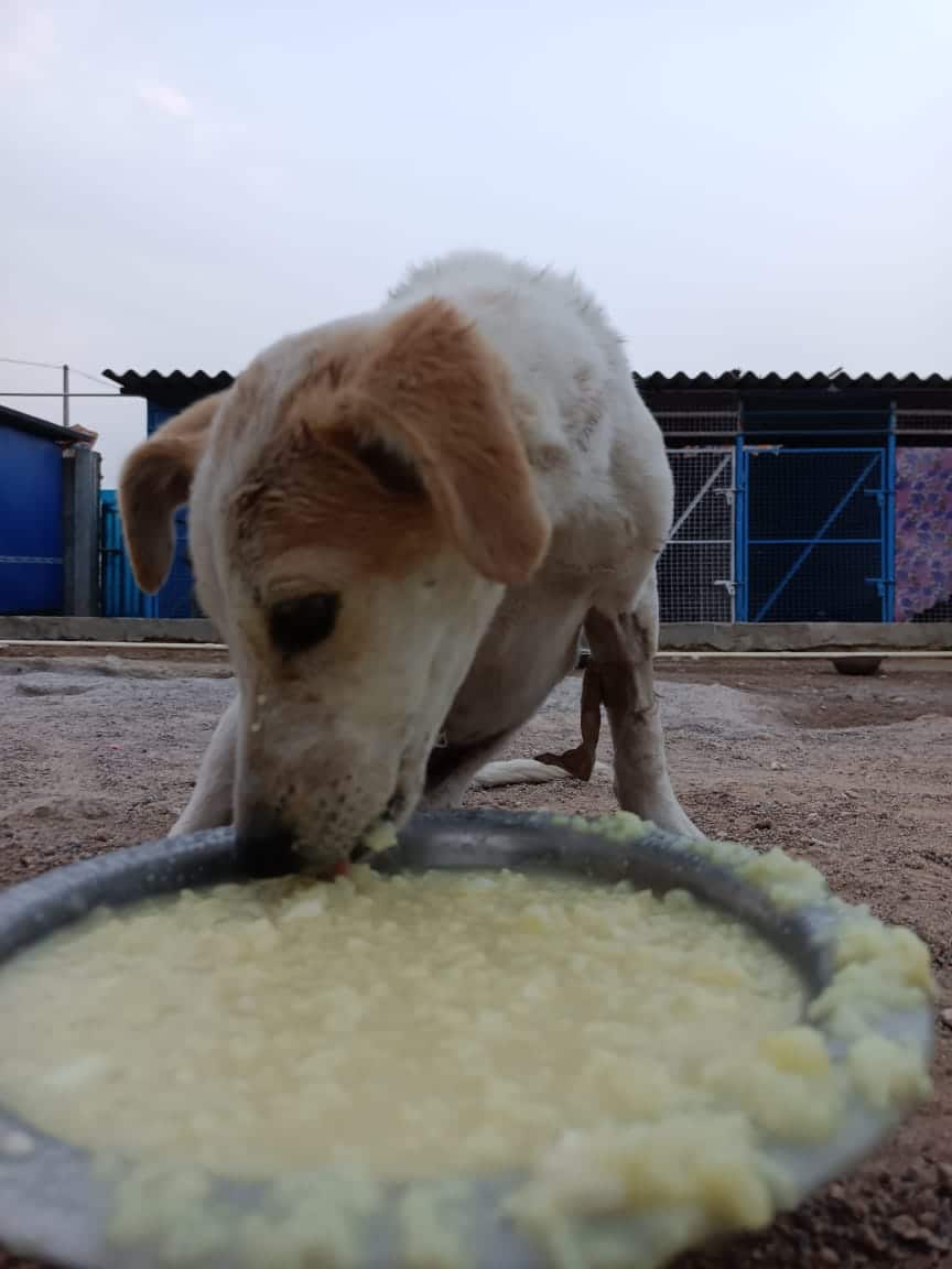 Puppy eating
