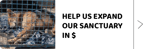 Help build Sanctuary - US & UK