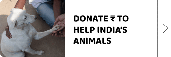 Donation Options – Stray Animal Foundation India