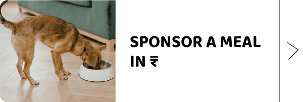 Sponsor meals from shelter animals India