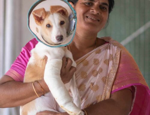 How to Adopt a Stray Animal From India to the UK
