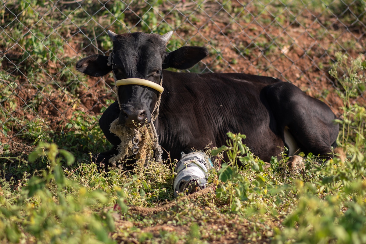 Injured cow