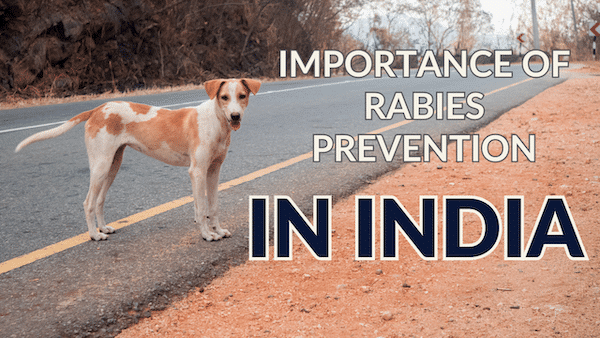 The Importance of Rabies Prevention in India