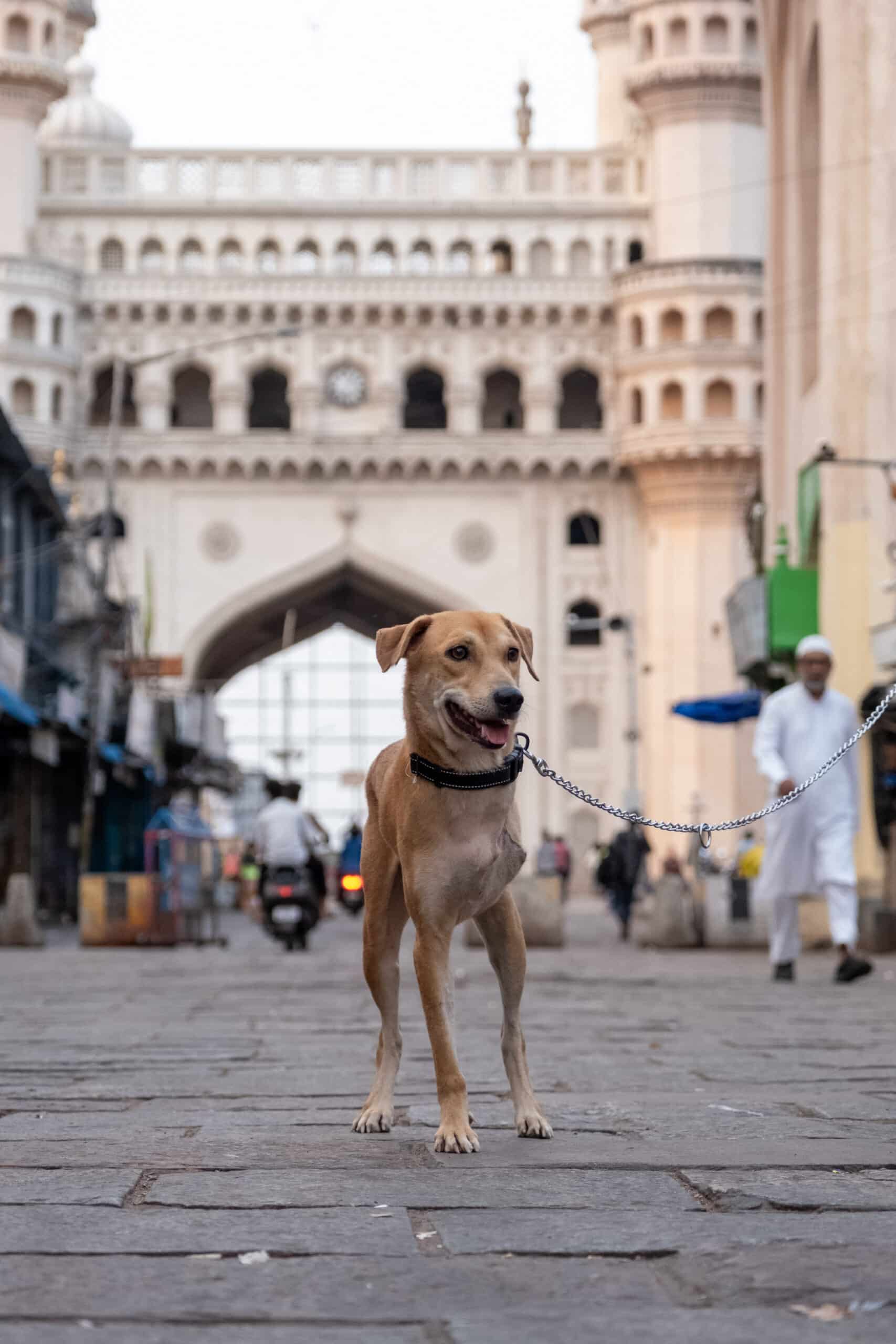 Indian dog at Charminar