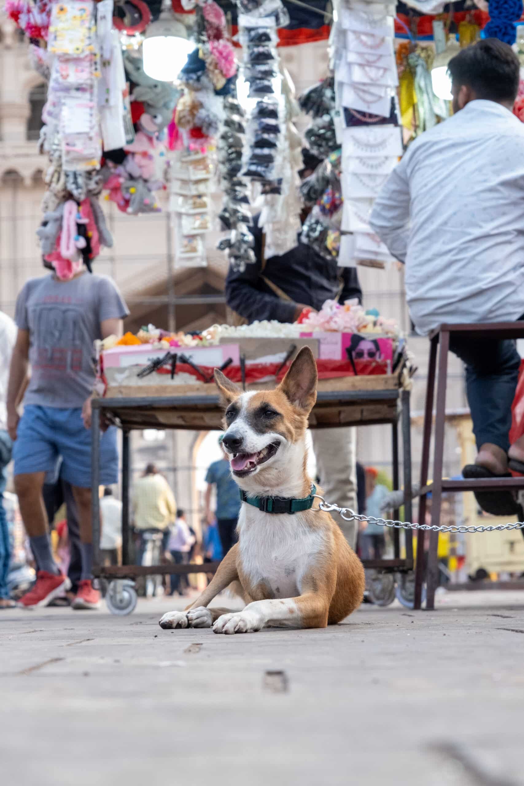 Indian dog at Charminar