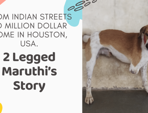 From the Streets of India to a Million-Dollar Home in the USA