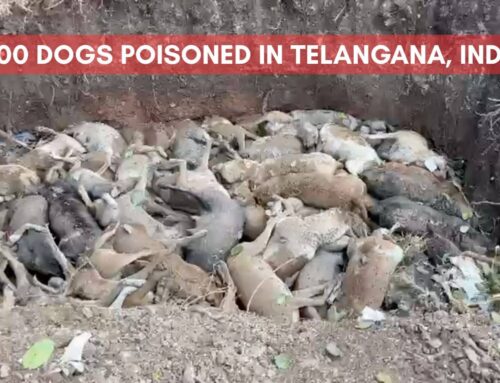 Telangana, India stray dog killings