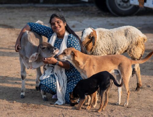 Adopt a pet from India to USA