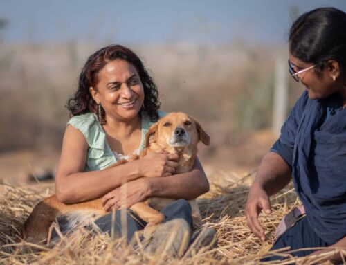 Adopt a Dog from India to UK | Pet Travel Scheme & Import Guide 2025