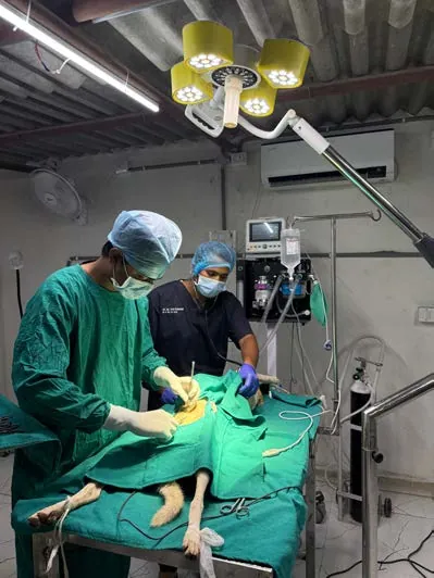 SAFI veterinarians performing a dog sterilization surgery in the clinic