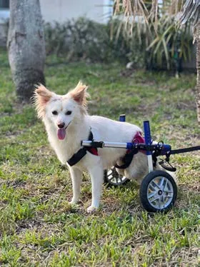 Dolly, a paralyzed Pomeranian, using her wheelchair on grass