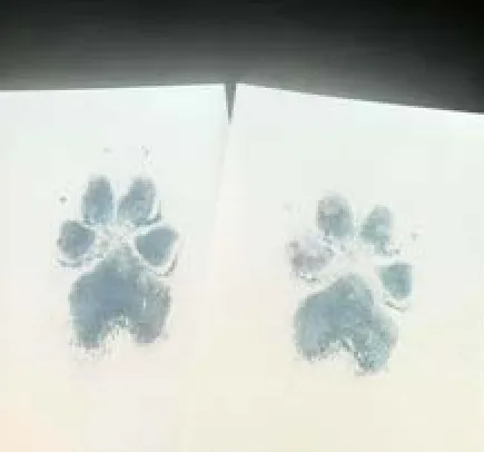 Paw prints of Abhi, a SAFI rescue dog, in loving memory