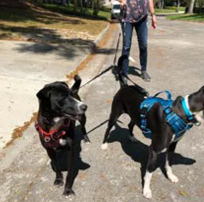 Chochori, a SAFI rescue dog from India, with their family in Florida