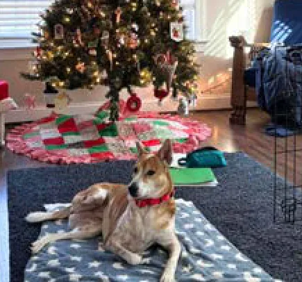 Choco, a SAFI rescue dog from India, with their family in North Carolina