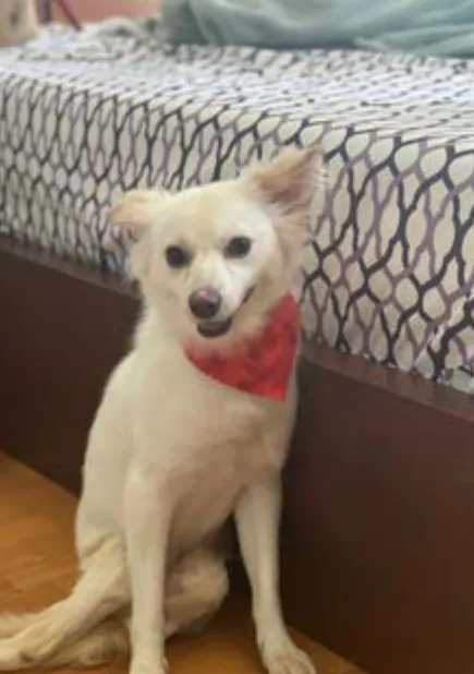 Dolly, a SAFI rescue dog in Florida who is still looking for a forever home