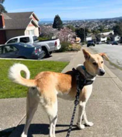 Raja, a SAFI rescue dog from India, with their family in California