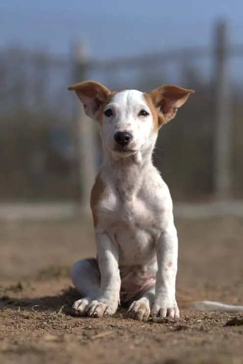 Janu, a young Indian street dog puppy available for adoption