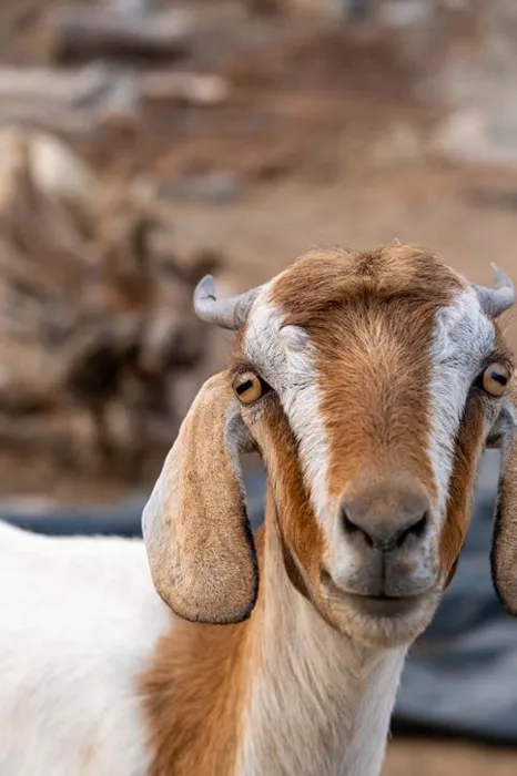 A rescued goat at the SAFI sanctuary