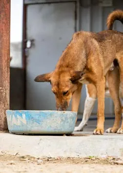 A rescued street dog eating at the SAFI shelter