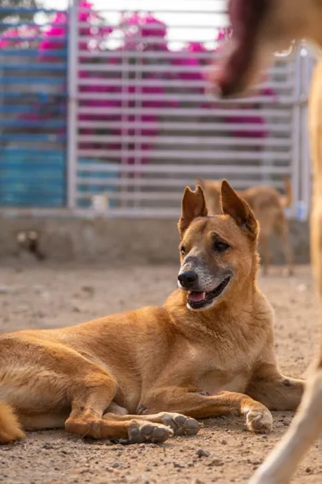 A rescued street dog resting at the SAFI shelter