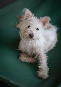 A rescued white dog at the SAFI shelter