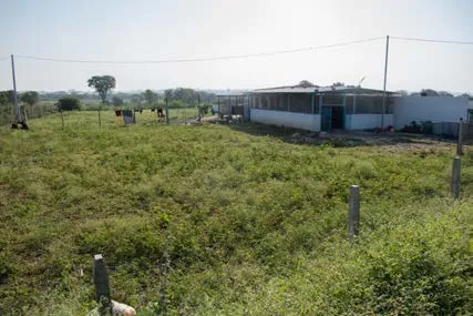 Green field at the SAFI sanctuary