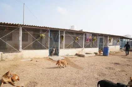 Rescued dogs relaxing in the shelter yard