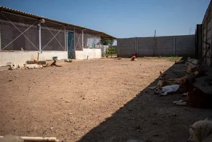 Kennel buildings around the open yard