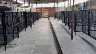 Covered corridor between kennels