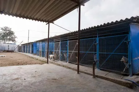 Covered kennel rows at the SAFI shelter in Hyderabad