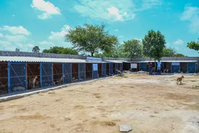 Open yard between kennel buildings