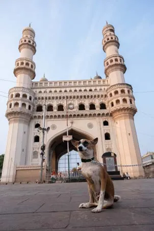 A street dog in front of the Charminar monument in Hyderabad
